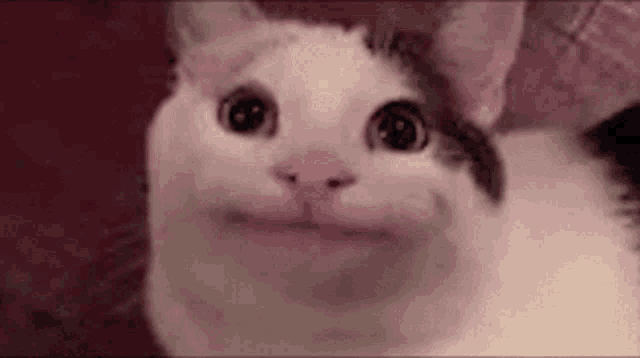 a close up of a cat making a funny face while looking at the camera .