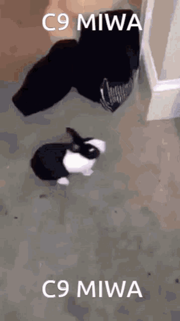 a black and white rabbit is sitting on the floor next to a black bag and a wall .