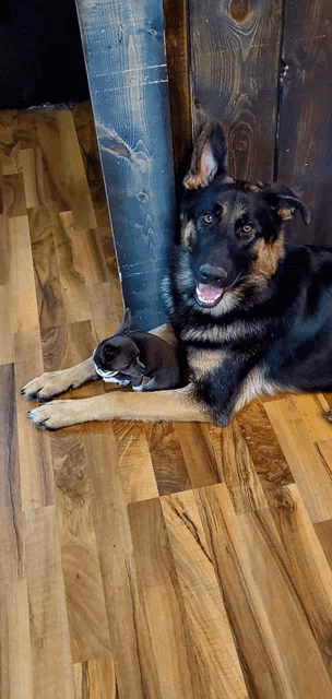 a german shepherd dog laying on a wooden floor