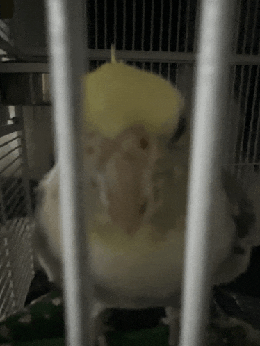a white parrot with a yellow beak is behind bars in a cage