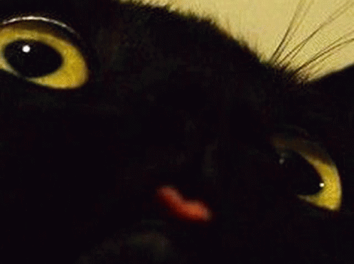 Cat Black Cat GIF - Cat Black Cat Void Cat GIFs
