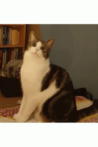 Cats What GIF - Cats What Chat GIFs