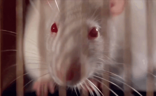 a close up of a white rat in a cage with red eyes