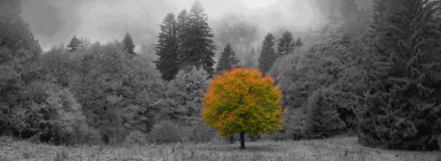 Bloom Tree GIF - Bloom Tree Nature GIFs