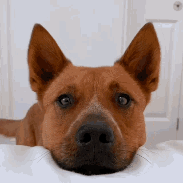 Cute Dog Bark GIF - Cute Dog Bark GIFs