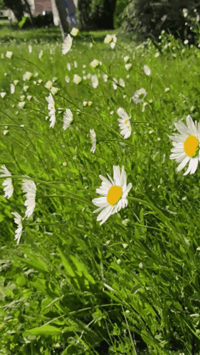 Flowers Daisy GIF - Flowers Daisy Daisys GIFs