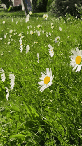 Flowers Daisy GIF