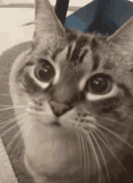 Cat Karma Meme