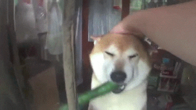 a shiba inu dog is being petted by a person while eating a cucumber .