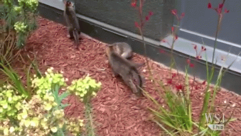 A Kit Of Foxes Was Discovered On Facebook'S Campus In Menlo Park, Calif. GIF - GIFs