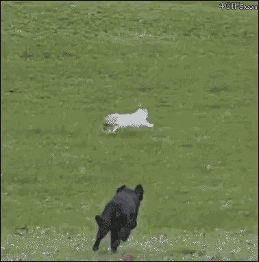 Dog Cat GIF - Dog Cat Chase GIFs