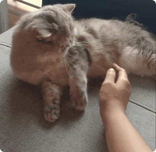 a cat laying on a couch with a person scratching it