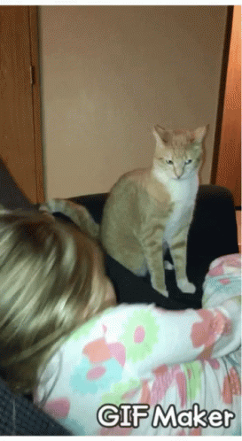 Cat Life Attack GIF - Cat Life Attack Angry GIFs
