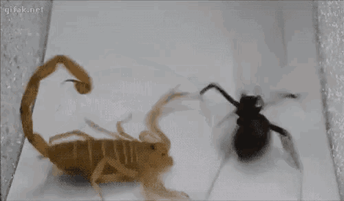 Alacran Matando Una Viuda Negra GIF - Alacran Escorpion GIFs