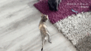 a cat is playing with another cat on a rug .
