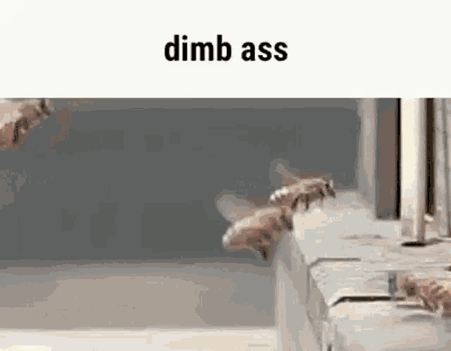 a group of bees are flying over a ledge and looking at something .