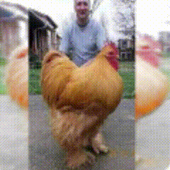 a man stands next to a large chicken
