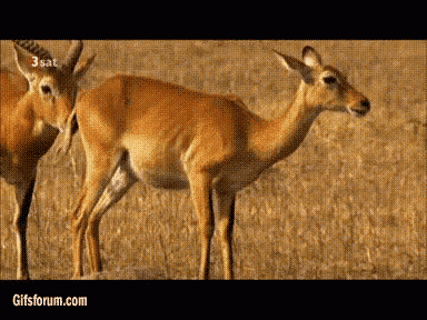 Antelope Butt GIF - Antelope Butt Sniff GIFs