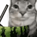a cat is sitting on top of a watermelon next to a pen .