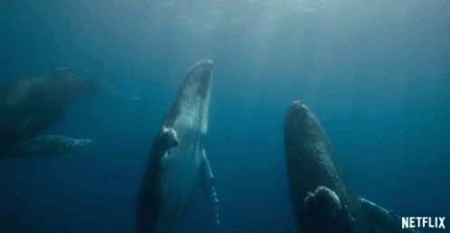 Whales Swimming GIF - Whales Swimming Peaceful GIFs