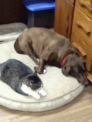 Human Says We Are In Top Shaped Fatandround GIF - Human Says We Are In Top Shaped Fatandround GIFs