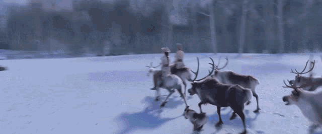 a herd of reindeer running in the snow
