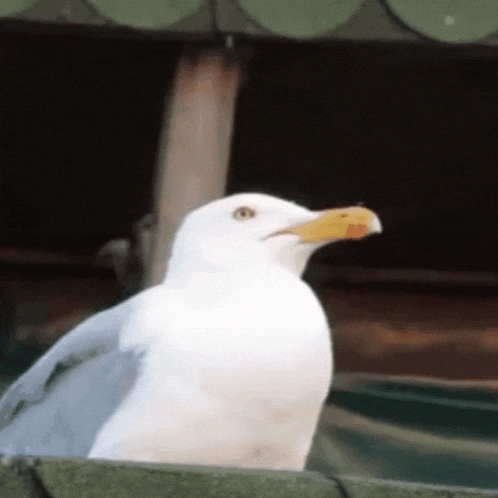 a white seagull with a yellow beak is perched on a fence
