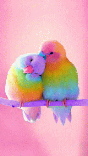 Rainbowbirds GIF - Rainbowbirds GIFs