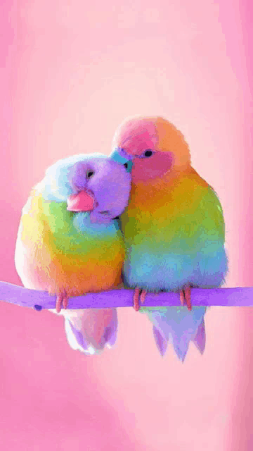 a couple of colorful birds sitting on a branch against a pink background