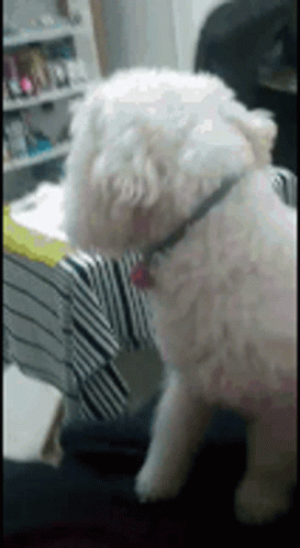 Dog Look GIF - Dog Look What GIFs