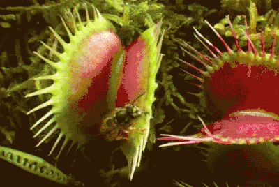 植物 捕蝇草 GIF - Catchfly Plant GIFs