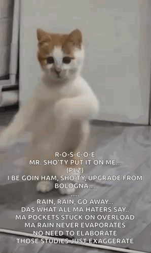 Dancing Cat Dance GIF - Dancing Cat Dance Cat GIFs