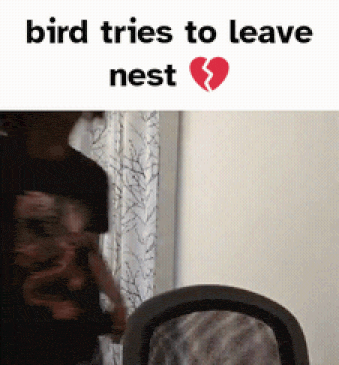 a bird tries to leave a nest with a broken heart in the background