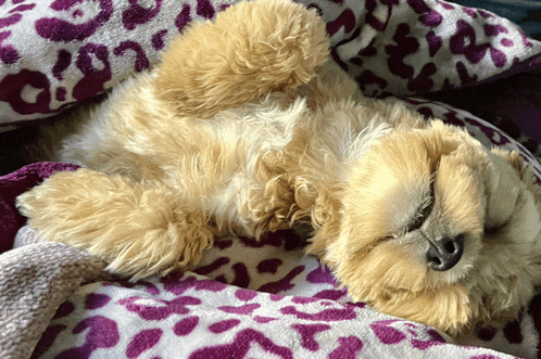 a small dog is laying on its back on a leopard print blanket
