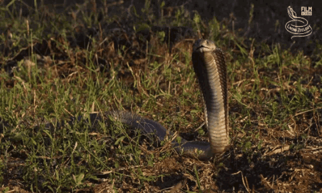 Living Zoology Snake GIF - Living Zoology Snake Cobra GIFs