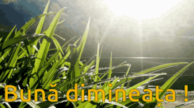 a bunch of green plants with the words buna dimineata