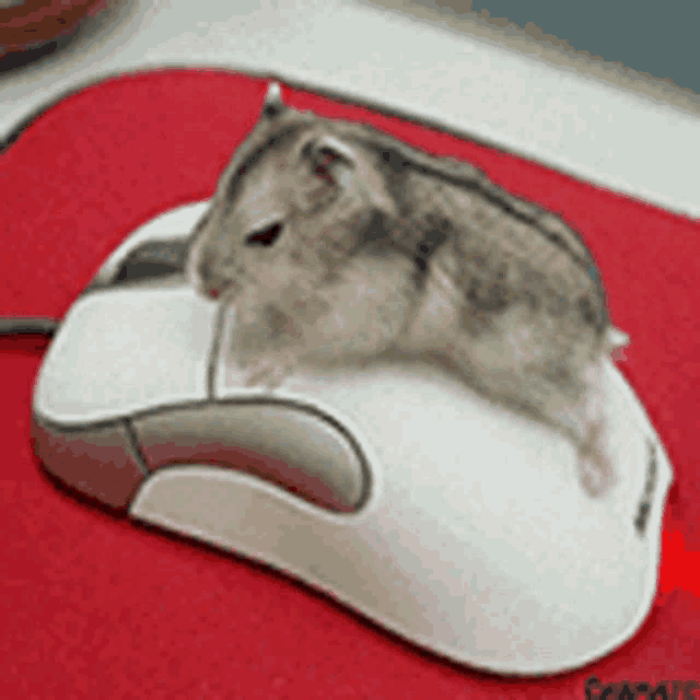 a hamster laying on top of a computer mouse