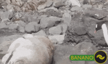 a penguin is standing on a rocky beach with a banana logo in the foreground