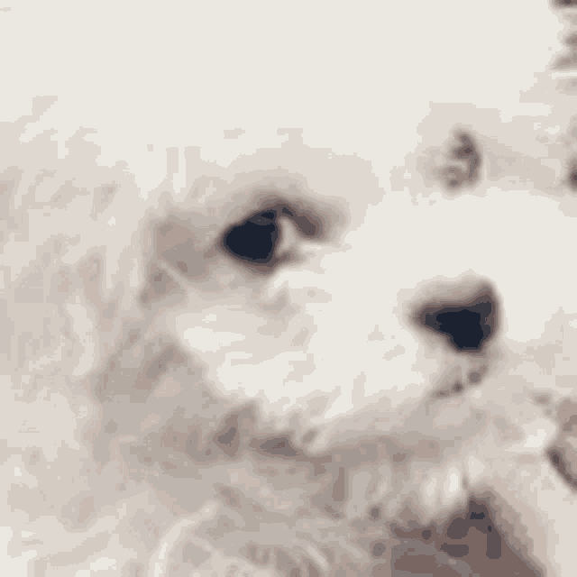 a person is petting a small white poodle dog .