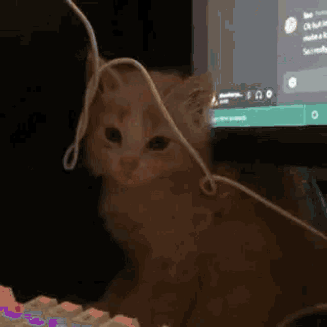 a cat is sitting in front of a computer with headphones on