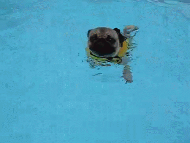 Pug Paddle GIF - Dog Pug Swim GIFs