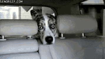 a husky dog is looking out the back window of a car