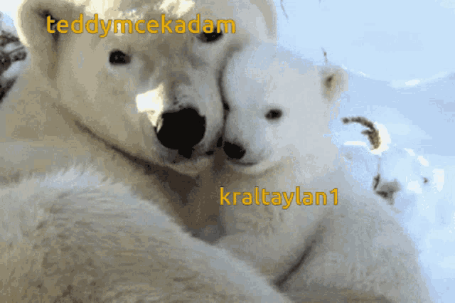 two polar bears hugging each other with the words teddymcekadam and kraltaylan1 on the bottom right