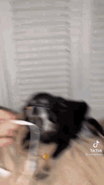 a dog is playing with a person 's hand while laying on a bed .