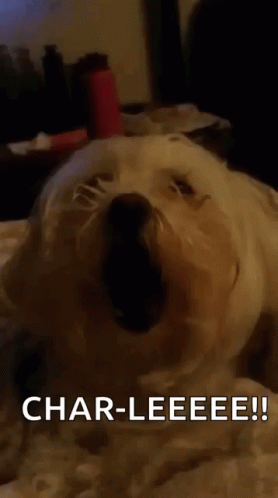 Maltese Yawning GIF - Maltese Yawning Dog GIFs