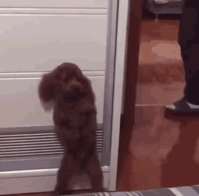 a brown poodle is standing on its hind legs in a room .