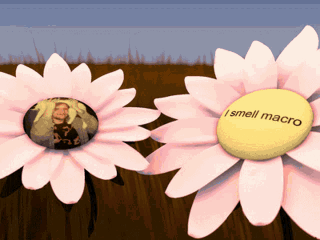two pink daisies with a yellow center saying i smell macro