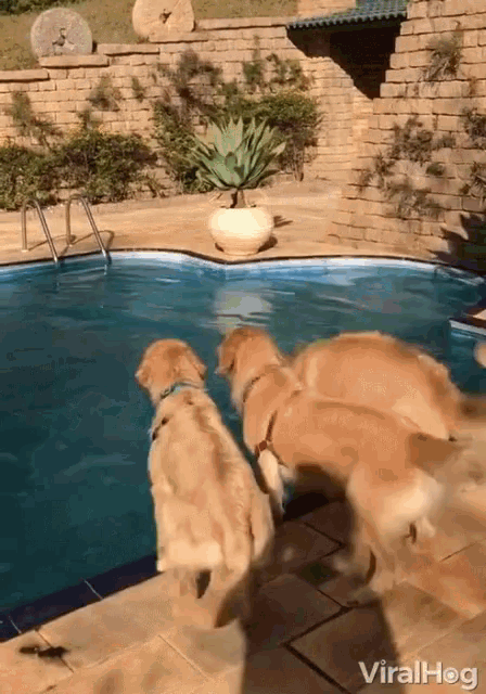 Fetch Swimming GIF - Fetch Swimming Dogs GIFs
