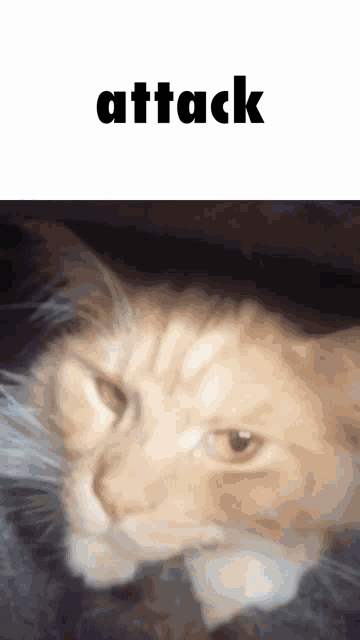 a close up of a cat with the word attack behind it