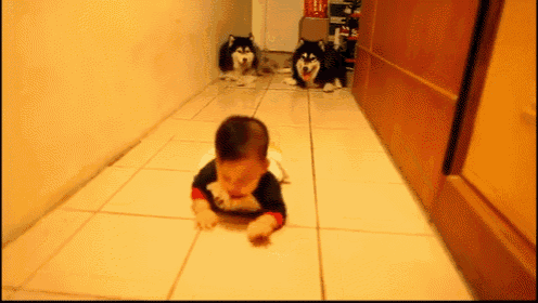 a baby is crawling in a hallway with two dogs